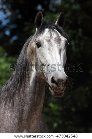 Andalusian horse portrait on green trees background 