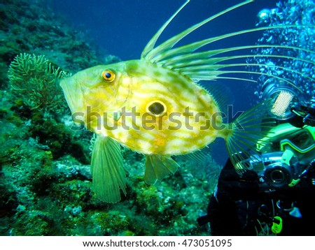 Underwater photographer is taking picture of Zeus Faber - John Dory , st Pierre or Peter's fish in natural habitat in Adriatic sea Croatia. Seascape nature ambient shot of scuba activity and wildlife.