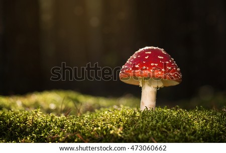 Toadstool, close up of a poisonous mushroom in the forest with copy space Royalty-Free Stock Photo #473060662