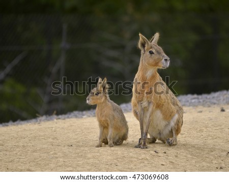 Patagonian mara and young (Dolichotis patagonum) seated on sand Royalty-Free Stock Photo #473069608