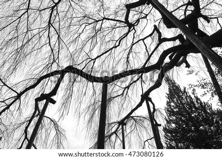 Branches of a cherry blossoms tree without leaves in autumn, the picture take in black and white silhouette