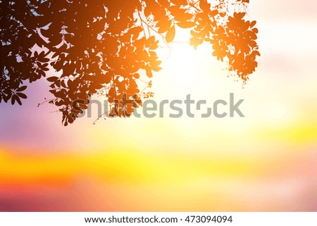 Abstract background of blurred colorful sunset sky with silhouette leaf in the foreground. Orange and purple clouds gradient. Peaceful rays light sandy beach. Blur glow bokeh colorful sunshine.