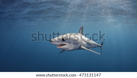 Short fin mako shark swimming just under the surface, offshore, about 50 kilometres past Western Cape in South Africa.  This picture was taken during a blue water baited shark dive.