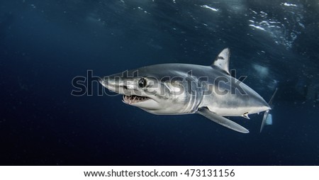 Short fin mako shark swimming just under the surface, offshore, about 50 kilometres past Western Cape in South Africa.  This picture was taken during a blue water baited shark dive.