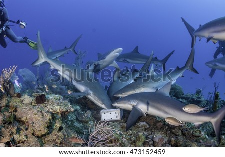 Caribbean reef sharks swimming amongst the tropical reefs of the Gardens Of The Queens Marine Park in Cuba. This picture shows them attacking a bait box.