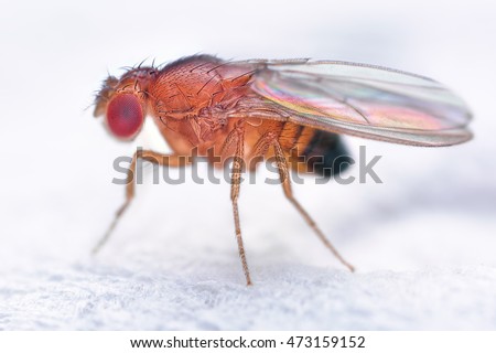 Drosophila melanogaster fruit fly extreme close up macro Royalty-Free Stock Photo #473159152