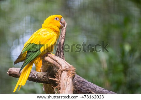 Golden conure parrot (Guaruba guarouba) at the Parque das Aves in Iguazu, beautiful nature of Brazil. Royalty-Free Stock Photo #473162023