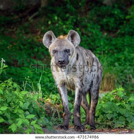 Spotted hyenas in safari.