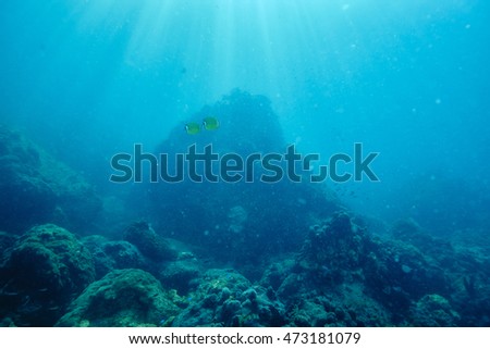 reef coral and reef fish at Chomphon Thailand