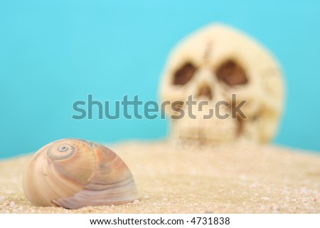 Sea Shell and Skull on Sand With Blue Background, Shallow DOF