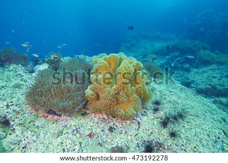reef coral and reef fish at Chomphon Thailand