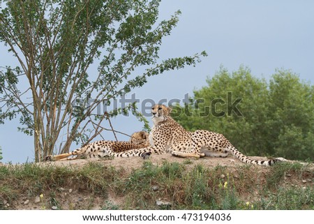 Two cheetahs on the hill in the savannah. Outdoors

