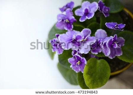 Flower Viola/Pansy violet colour on a light background
