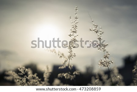 blurred flowers grass in morning or sunset moment