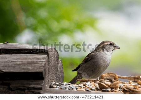 sparrow eats nuts and seeds to the manger