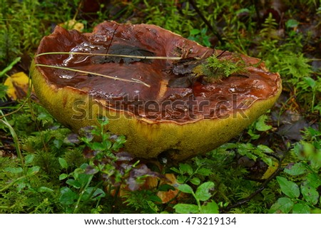 Close all wet in the fallen leaves in the forest boletus early summer morning
