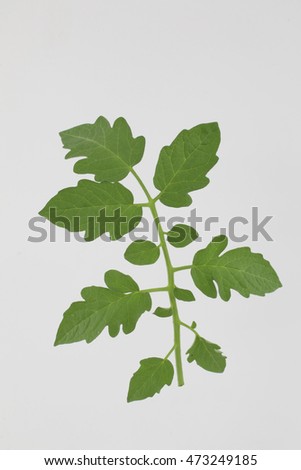 Green tomato leaf Isolated on white background
