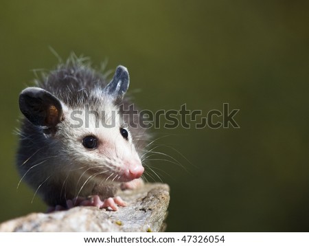 Baby possum crawls along a small branch