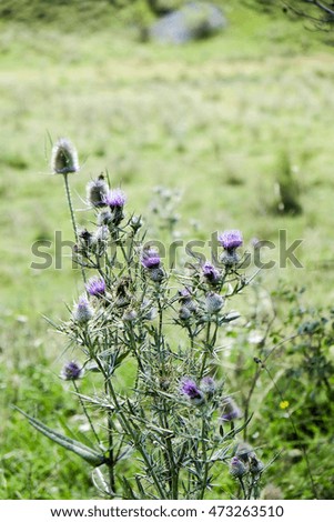 thistle blue flowers in abruzzo national park 
