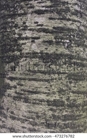 Texture of wood / Fine trees in the park are old
