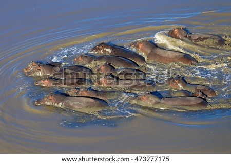 Aerial view of group of hippopotamus. (Hippopotamus amphibius) swimming, South Africa