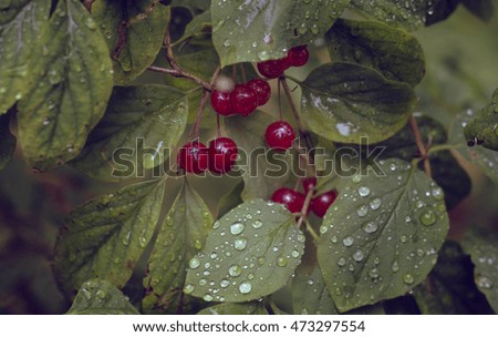 Autumn background. red berries and leaves with raindrops