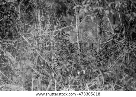 Black and white picture of a Leopard hiding in the bush in the Kruger National Park, South Africa.