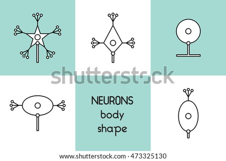 The neurons of the brain and spinal cord. Neuron cell body shape icons.