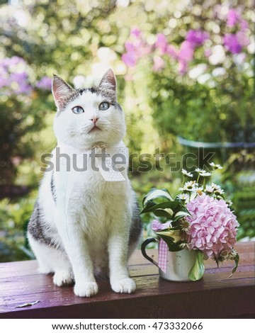 blue eyed siberian male cat sit on wooden bench with pink hydrangea mini bouquet on the blossom summer sun garden background