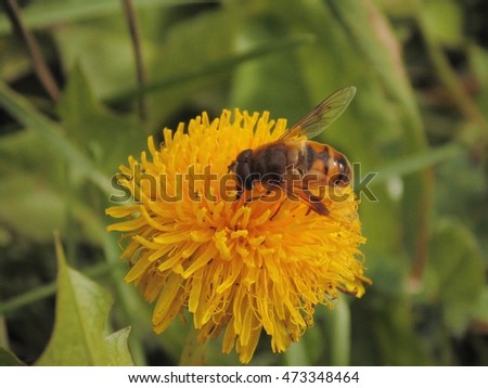 Busy, hard working honey bee collecting pollen from a summer blooming dandelion weed
