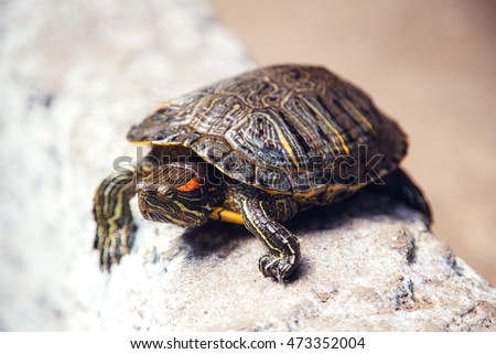 tortoise escapes