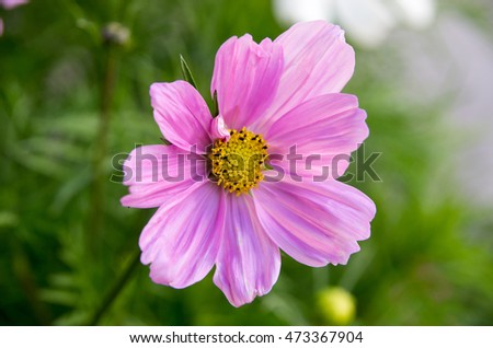 colored flowers, natural lighting