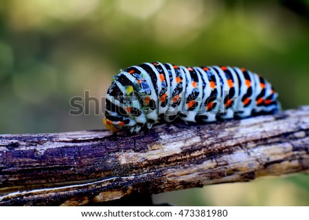swallowtail caterpillar in the foreground