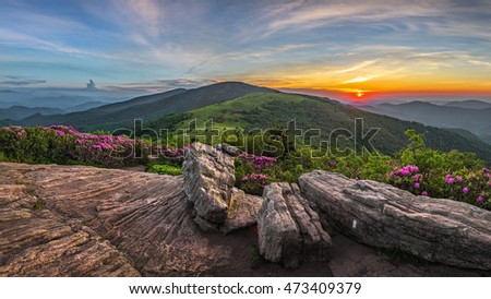 Roan Mountain State Park, Tennessee, rhododendron bloom Royalty-Free Stock Photo #473409379