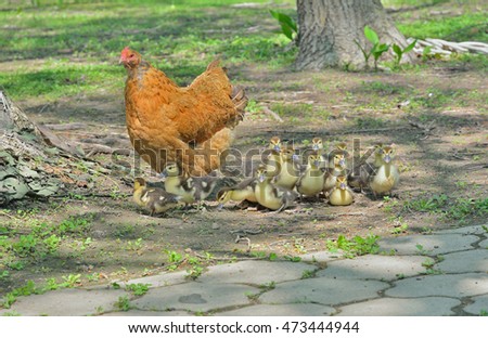A close up of the hen with ducklings.