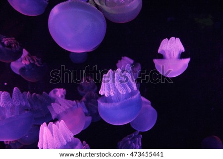 The jellyfish and lighting