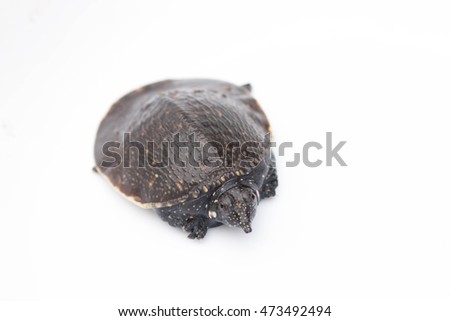young snapping turtle