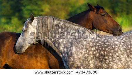 Two horse portrait on pasture