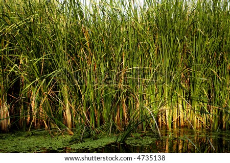 Reeds in the Danube Delta