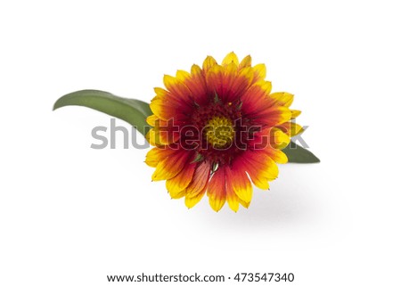 flower on a white background