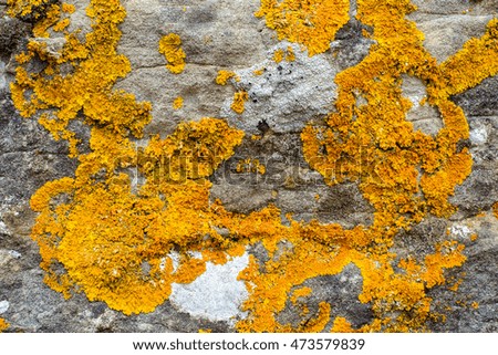Orange lichens on grey limestone