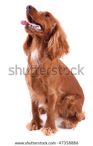Baby Cocker Spaniel isolated over white background Royalty-Free Stock Photo #47358886