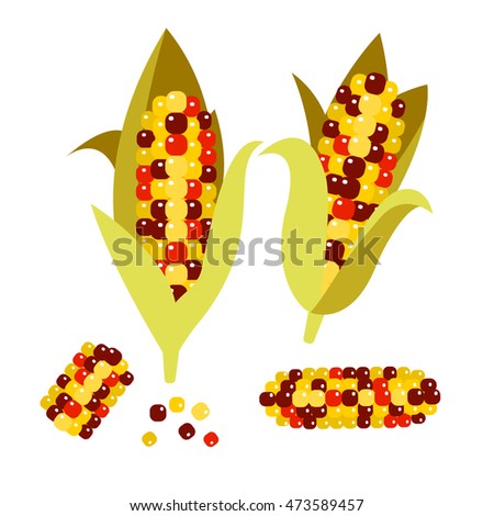 Flint or calico corn vector illustration. Maize ear or cob. Yellow sweetcorn and seeds. Royalty-Free Stock Photo #473589457