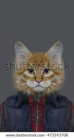 Cat in a shirt