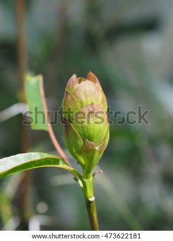 hop headed barleria herbal plant