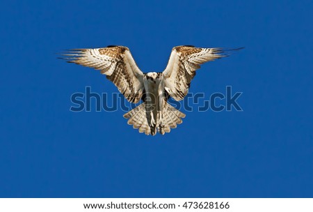 Osprey hovering in air isolated against a blue sky