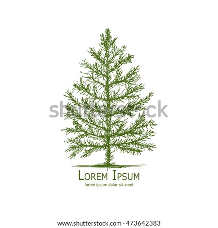 Pine tree, art sketch for your design