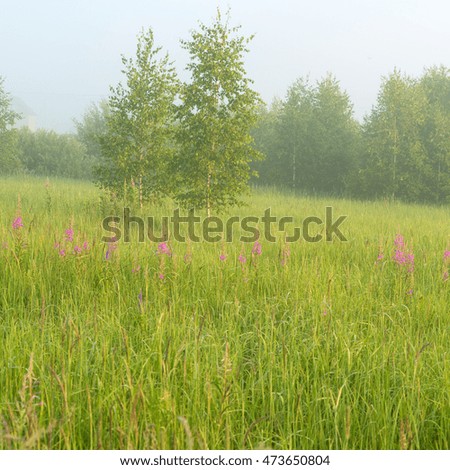 Beautiful nature landscape with foggy meadow at sunrise
