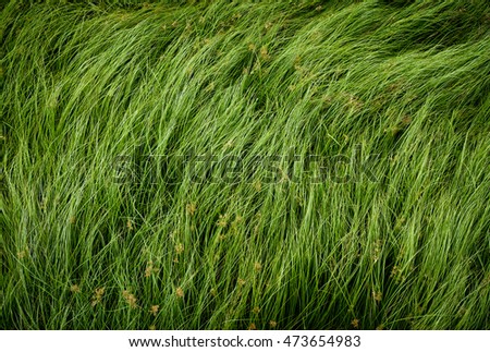 Cocograss, close up beautiful green Nut grass pattern from garden
