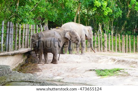 A picture of herd an elephant taken during visit in Lok Kawi Wildlife Park, Kota Kinabalu Sabah.
